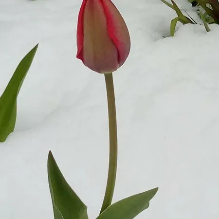 Panzió Il Tulipano San Pietro di Cadore