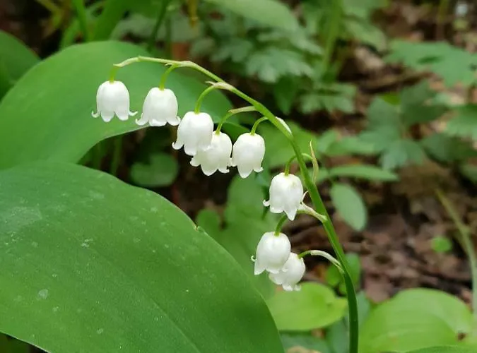 Il Tulipano Frühstückspension *