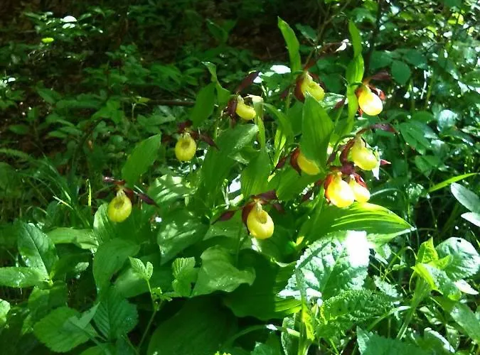 Frühstückspension Il Tulipano