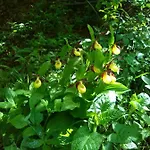 Bed & Breakfast Il Tulipano