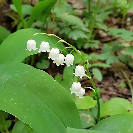 Il Tulipano * San Pietro di Cadore