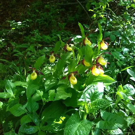 Panzió Il Tulipano
