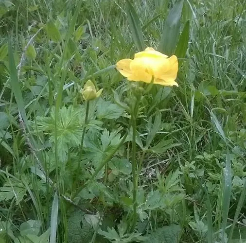Alojamento de Acomodação e Pequeno-almoço Il Tulipano