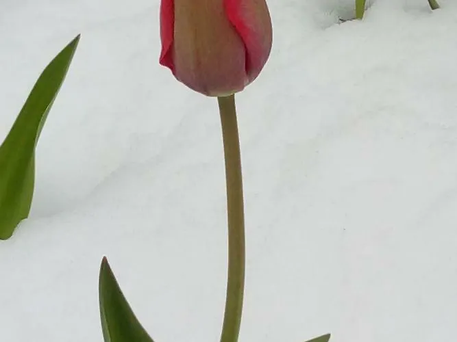 Alojamento de Acomodação e Pequeno-almoço Il Tulipano San Pietro di Cadore