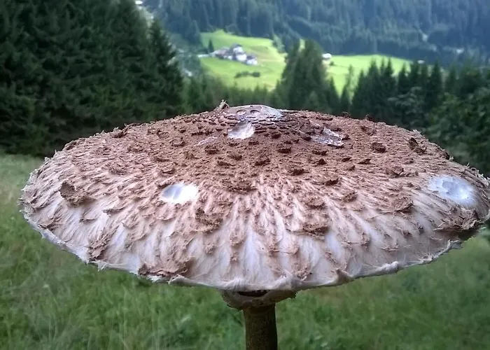 Il Tulipano Alojamento de Acomodação e Pequeno-almoço San Pietro di Cadore